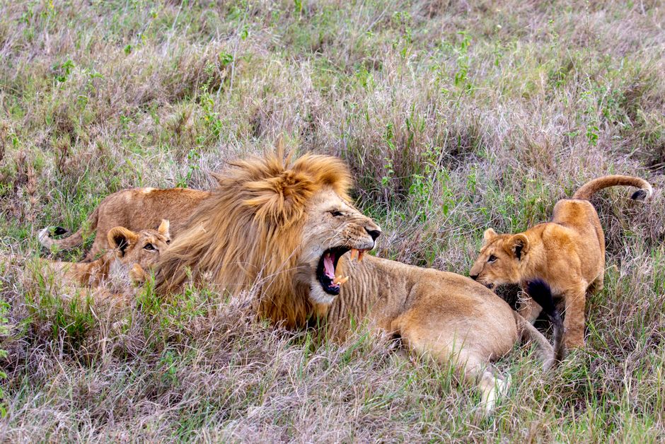 A lion pride rests in the grasslands of Tanzania, showcasing wildlife in its natural habitat.
