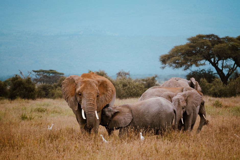 A herd of African elephants grazing on the savannah with acacia trees in the background.