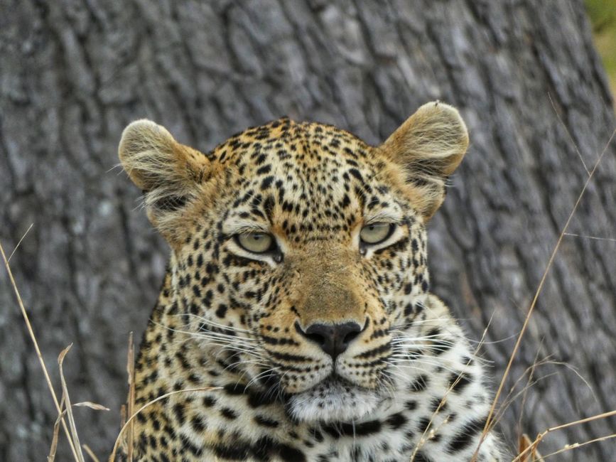 A detailed close-up image of a leopard in the wild in South Africa.